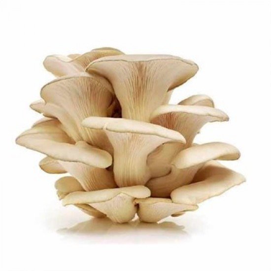 Oyster Mushrooms (Organically grown), 200 gm